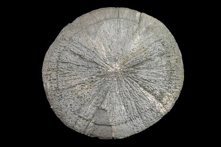 Pyrite Sun - Sparta, Illinois #154114
